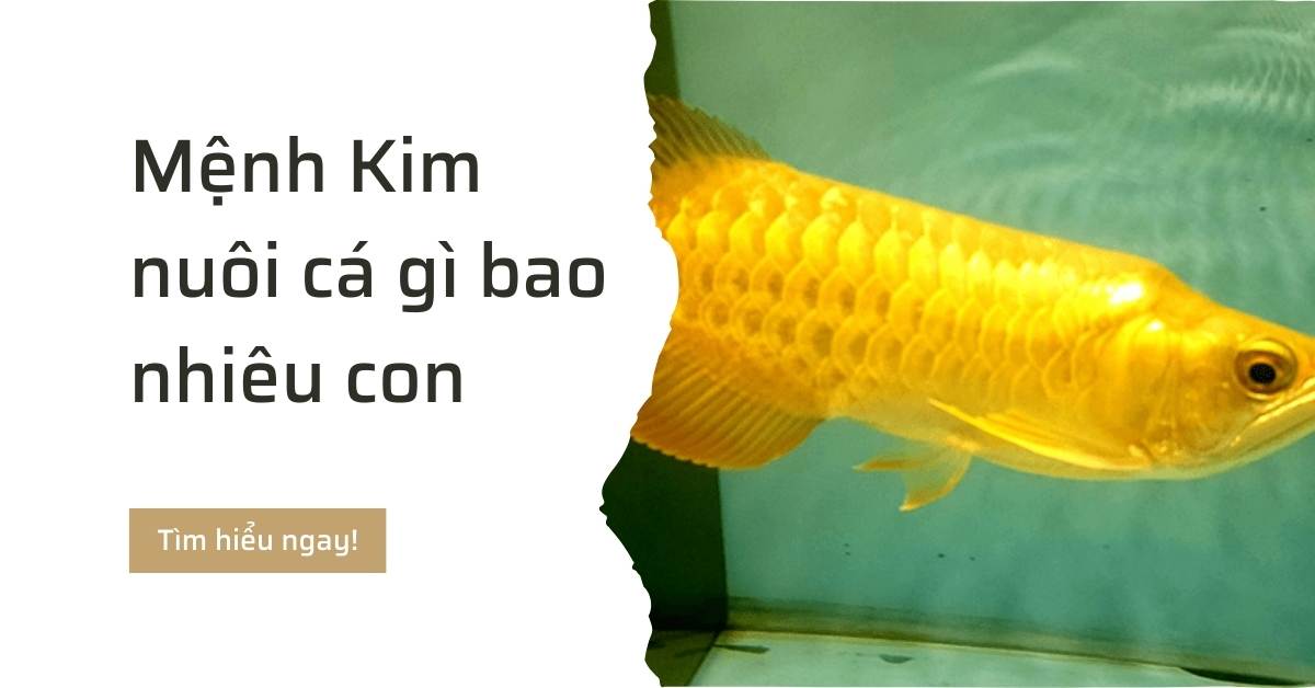 Mệnh Kim nên nuôi cá gì bao nhiêu con thì hợp lý