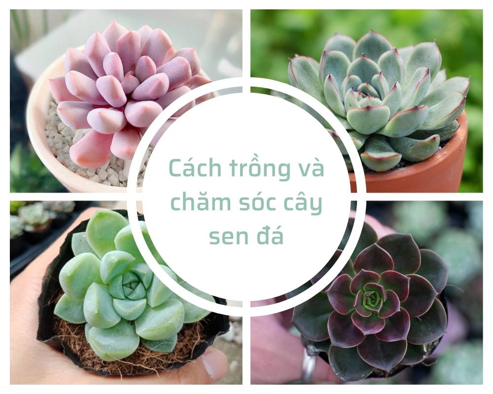 Bí mật cách trồng và chăm sóc cây sen đá chuẩn