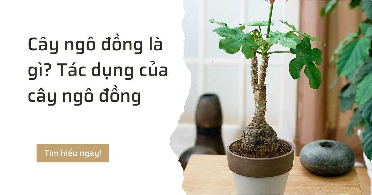 Cây ngô đồng là gì tác dụng của cây ngô đồng đối với sức khỏe