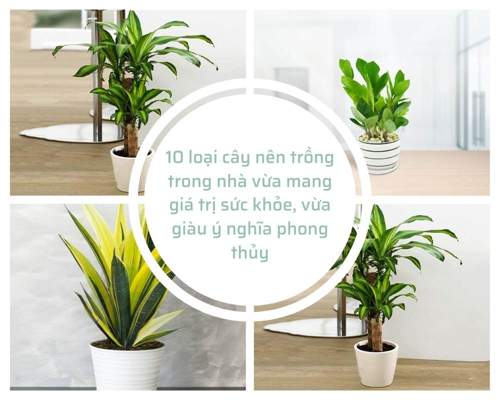 10 loại cây nên trồng trong nhà vừa mang giá trị sức khỏe, vừa giàu ý nghĩa phong thủy