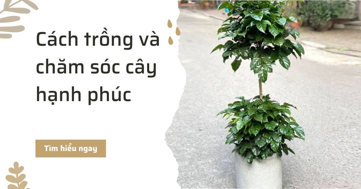 Cách trồng và chăm sóc cây hạnh phúc chuẩn nhà vườn