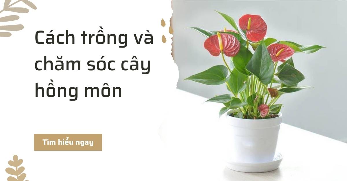 Cách trồng và chăm sóc cây hồng môn