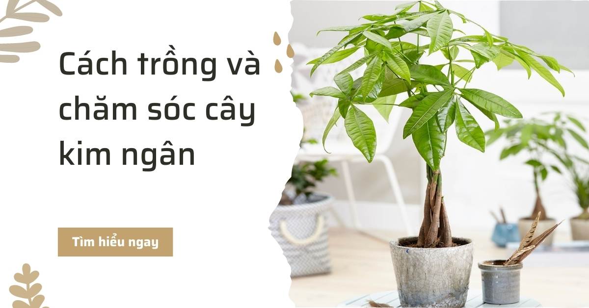 Cách trồng và chăm sóc cây kim ngân