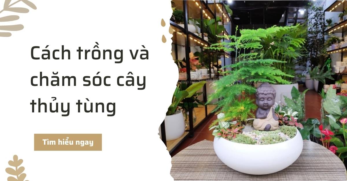 Cách trồng và chăm sóc cây Thủy Tùng