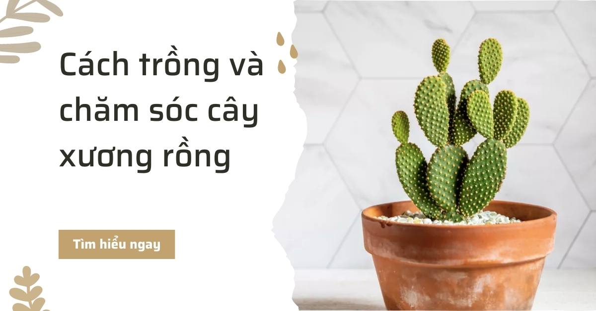 Cách trồng và chăm sóc cây xương rồng