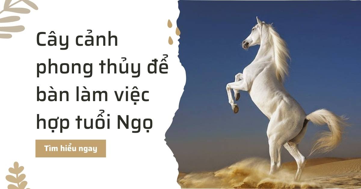 Cây cảnh phong thủy để bàn làm việc hợp tuổi Ngọ