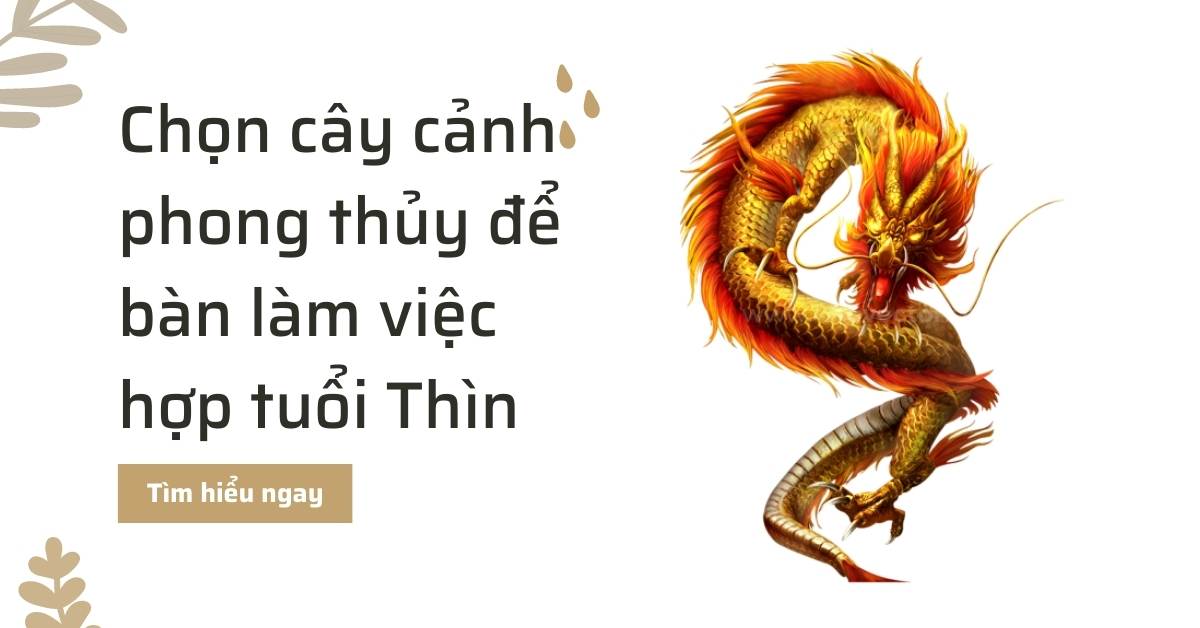 Cây cảnh phong thủy để bàn làm việc hợp tuổi Thìn