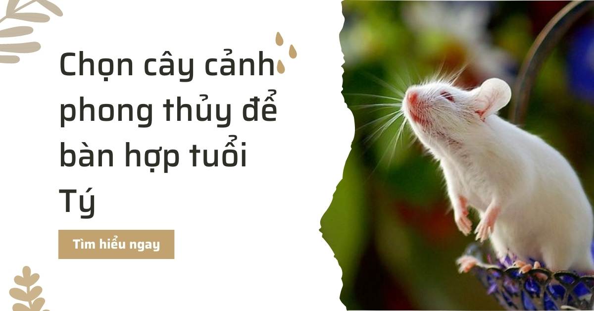 cay canh phong thuy hop tuoi ty