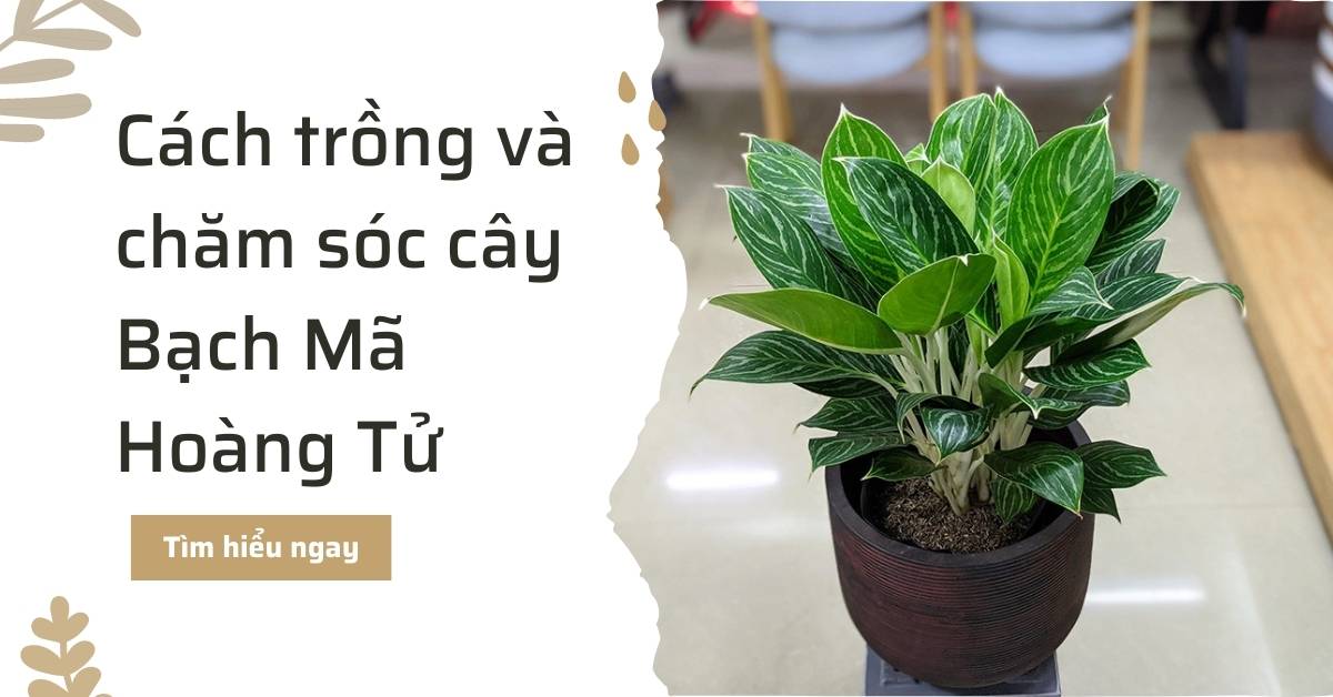 Hướng dẫn cách trồng và chăm sóc cây bạch mã hoàng tử