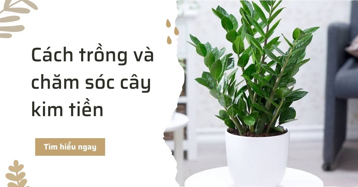 Cách trồng và chăm sóc cây kim tiền