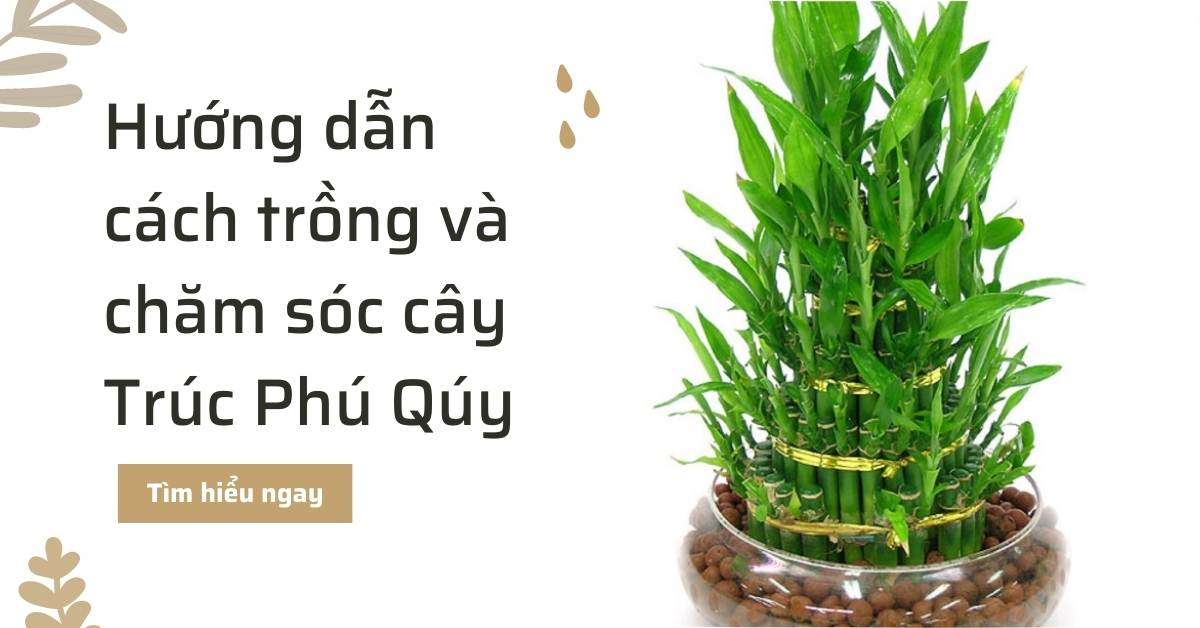 Hướng dẫn cách trồng và chăm sóc cây Trúc Phú quý hoặc trúc phát tài