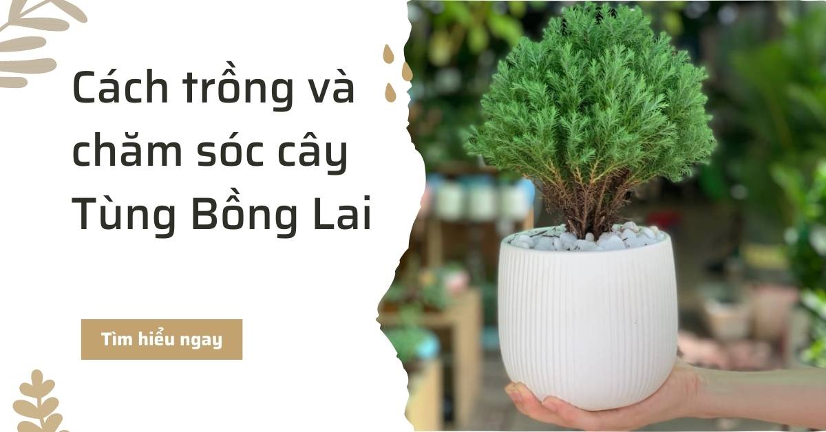 Cách trồng và chăm sóc cây tùng bồng lai chuẩn nhà vườn