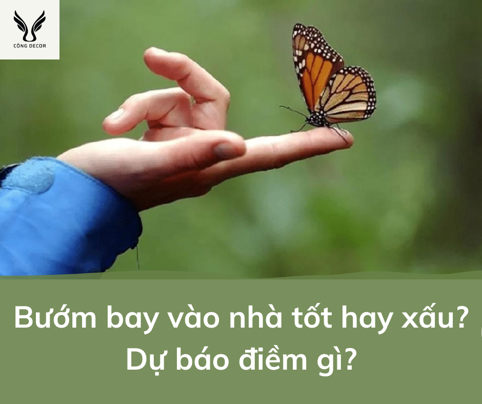 Bướm bay vào nhà tốt hay xấu? mơ về bướm bay vào nhà đánh số gì?