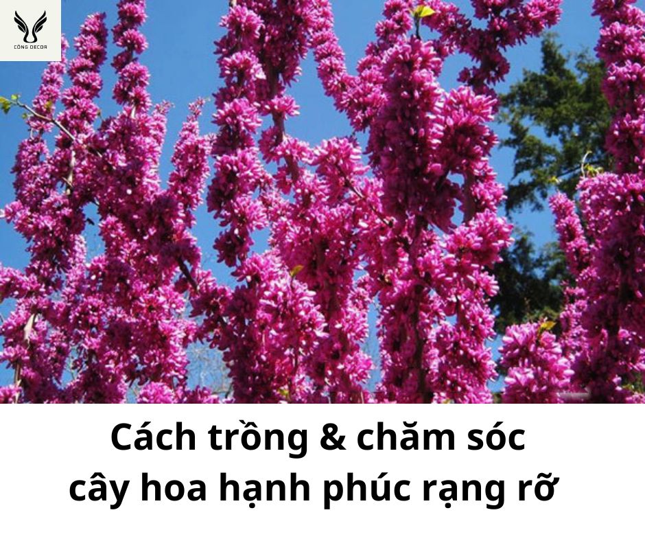 Cách trồng và chăm sóc cây hoa hạnh phúc cho vườn nhà rực rỡ sắc hoa