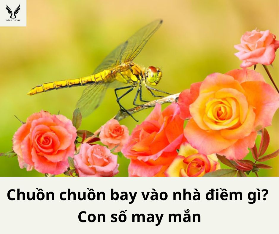 Chuồn chuồn bay vào nhà là điềm gì? Chuồn chuồn bay vào nhà đánh con gì? Chuồn chuồn kim bay vào nhà