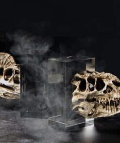 Đầu Lâu Khủng Long Nghệ Thuật Trên Đế Pha Lê