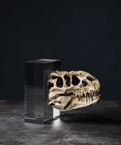 Đầu Lâu Khủng Long Nghệ Thuật Trên Đế Pha Lê