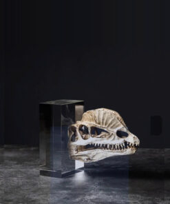 Đầu Lâu Khủng Long Nghệ Thuật Trên Đế Pha Lê