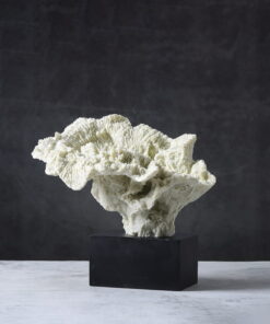 Tượng San Hô Trắng Nghệ Thuật